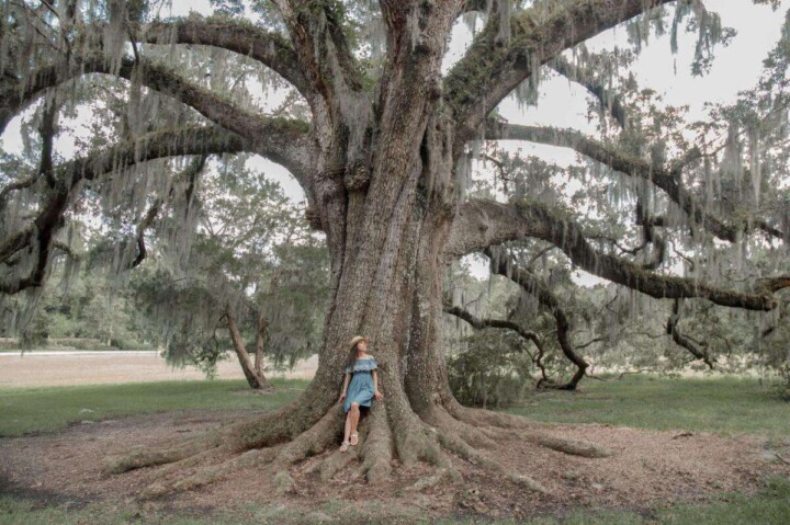 Giant Tree at Magnolia Plantation