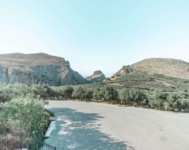 olive groves in Crete