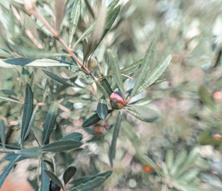 olive tree in Crete