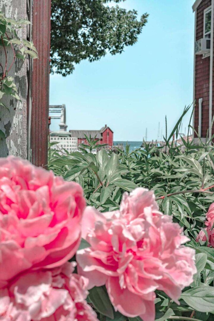 Motif #1 surrounded by flowers in Rockport